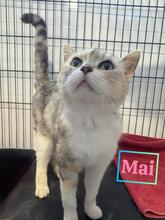 MAI, Katze, EKH-Mix in Baarz - Bild 6