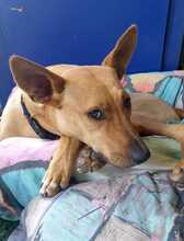 FILIPA, Hund, Mischlingshund in Spanien - Bild 1