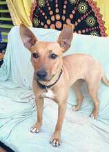 FILIPA, Hund, Mischlingshund in Spanien - Bild 2