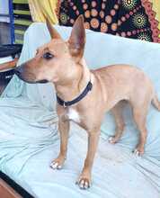 FILIPA, Hund, Mischlingshund in Spanien - Bild 3