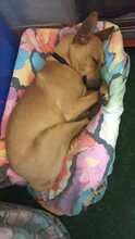 FILIPA, Hund, Mischlingshund in Spanien - Bild 4