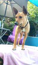 FILIPA, Hund, Mischlingshund in Spanien - Bild 5