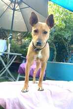 FILIPA, Hund, Mischlingshund in Spanien - Bild 6