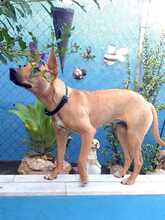 FILIPA, Hund, Mischlingshund in Spanien - Bild 7
