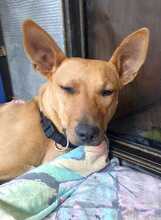 FILIPA, Hund, Mischlingshund in Spanien - Bild 8