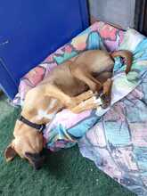 FILIPA, Hund, Mischlingshund in Spanien - Bild 9