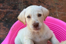 ANDRI, Hund, Braque du Bourbonnais Mischling in Italien - Bild 1