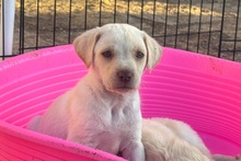 ANDRI, Hund, Braque du Bourbonnais Mischling in Italien - Bild 2