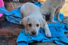 ANDRI, Hund, Braque du Bourbonnais Mischling in Italien - Bild 3