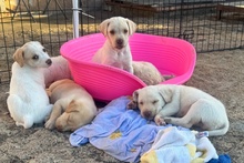 ANDRI, Hund, Braque du Bourbonnais Mischling in Italien - Bild 4