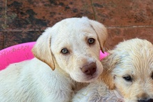 ANDRI, Hund, Braque du Bourbonnais Mischling in Italien - Bild 6