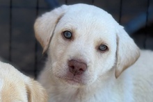 ANDRI, Hund, Braque du Bourbonnais Mischling in Italien - Bild 7