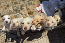 ANDRI, Hund, Braque du Bourbonnais Mischling in Italien - Bild 8