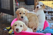 ANTON, Hund, Maremmano Jagdhund Mischling in Italien - Bild 10