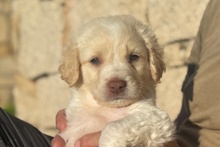ANTON, Hund, Maremmano Jagdhund Mischling in Italien - Bild 14