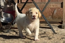 ANTON, Hund, Maremmano Jagdhund Mischling in Italien - Bild 3