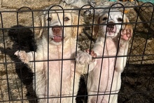 ANTON, Hund, Maremmano Jagdhund Mischling in Italien - Bild 5