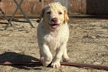 ANTON, Hund, Maremmano Jagdhund Mischling in Italien - Bild 6