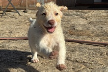 ANTON, Hund, Maremmano Jagdhund Mischling in Italien - Bild 7