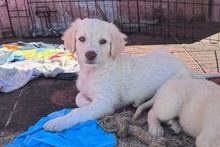 ANTON, Hund, Maremmano Jagdhund Mischling in Italien - Bild 8