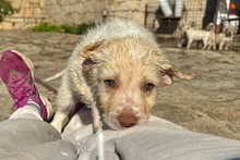 ANTON, Hund, Maremmano Jagdhund Mischling in Italien - Bild 9