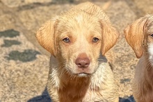 ARCHIE, Hund, Braque du Bourbonnais Mischling in Italien - Bild 1
