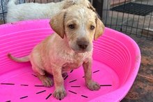 ARCHIE, Hund, Braque du Bourbonnais Mischling in Italien - Bild 2