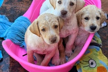 ARCHIE, Hund, Braque du Bourbonnais Mischling in Italien - Bild 3