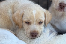 ARCHIE, Hund, Braque du Bourbonnais Mischling in Italien - Bild 4