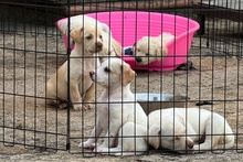 ARCHIE, Hund, Braque du Bourbonnais Mischling in Italien - Bild 5