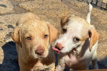 ARCHIE, Hund, Braque du Bourbonnais Mischling in Italien - Bild 6