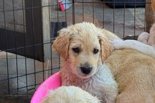 ARTHUR, Hund, Maremmano-Jagdhund-Mischling in Italien - Bild 1
