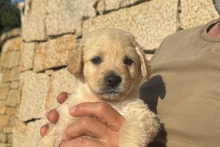ARTHUR, Hund, Maremmano-Jagdhund-Mischling in Italien - Bild 2