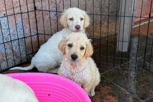 ARTHUR, Hund, Maremmano-Jagdhund-Mischling in Italien - Bild 3