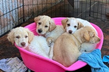 ARTHUR, Hund, Maremmano-Jagdhund-Mischling in Italien - Bild 4
