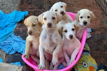 ARTHUR, Hund, Maremmano-Jagdhund-Mischling in Italien - Bild 5