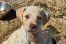 ATHENE, Hund, Braque du Bourbonnais Mischling in Italien - Bild 1