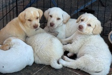 ATHENE, Hund, Braque du Bourbonnais Mischling in Italien - Bild 10