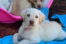 ATHENE, Hund, Braque du Bourbonnais Mischling in Italien - Bild 2