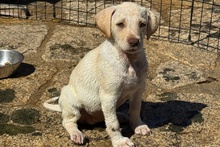 ATHENE, Hund, Braque du Bourbonnais Mischling in Italien - Bild 3