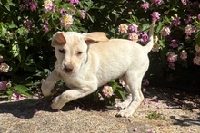 ATHENE, Hund, Braque du Bourbonnais Mischling in Italien - Bild 4