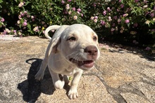 ATHENE, Hund, Braque du Bourbonnais Mischling in Italien - Bild 5