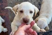 ATHENE, Hund, Braque du Bourbonnais Mischling in Italien - Bild 6