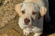 ATHENE, Hund, Braque du Bourbonnais Mischling in Italien - Bild 7