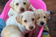 ATHENE, Hund, Braque du Bourbonnais Mischling in Italien - Bild 9