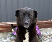NUKA, Hund, Mischlingshund in Rumänien - Bild 1