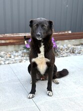 NUKA, Hund, Mischlingshund in Rumänien - Bild 2