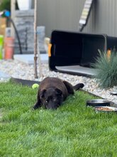 NUKA, Hund, Mischlingshund in Rumänien - Bild 3