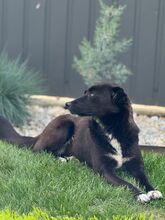 NUKA, Hund, Mischlingshund in Rumänien - Bild 4