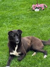NUKA, Hund, Mischlingshund in Rumänien - Bild 6